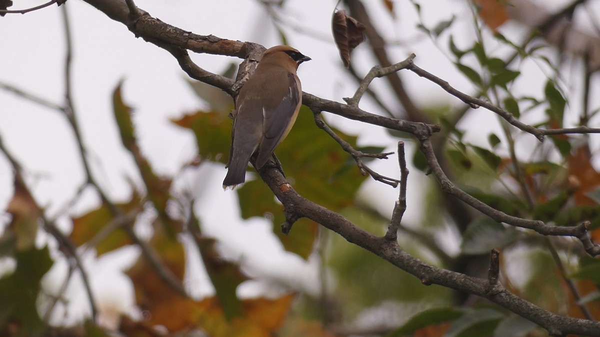 Cedar Waxwing - ML176008161