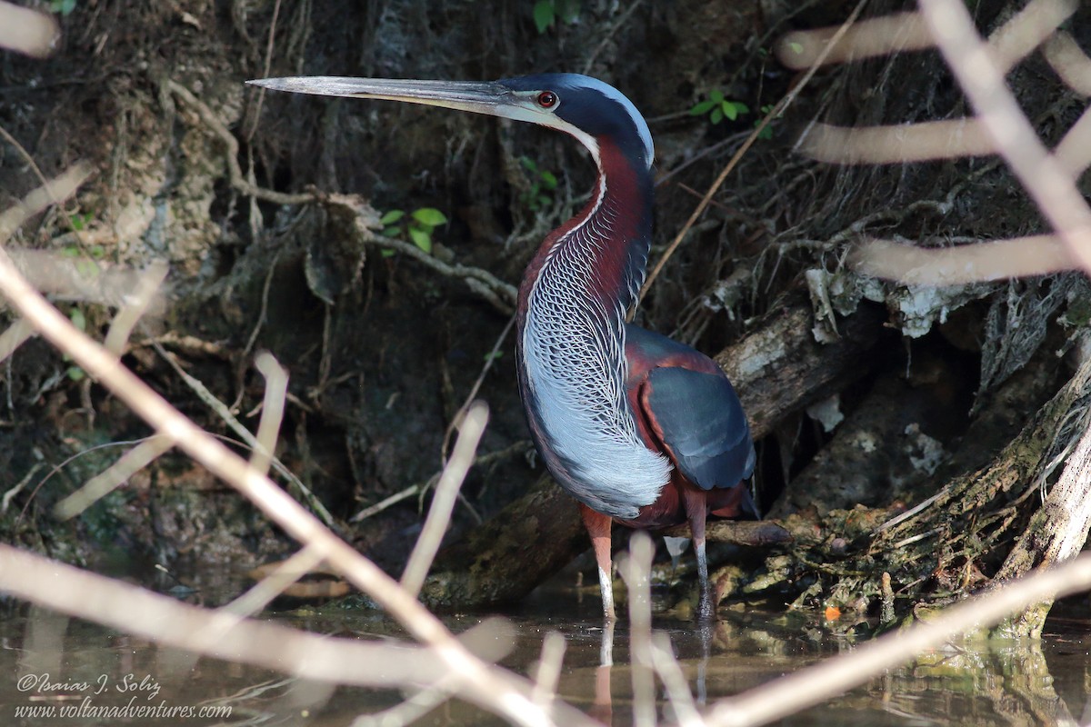 Agami Heron - ML176008221