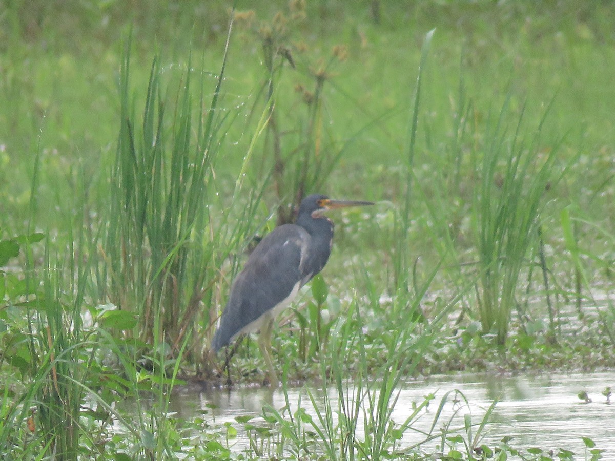 Tricolored Heron - ML176008941