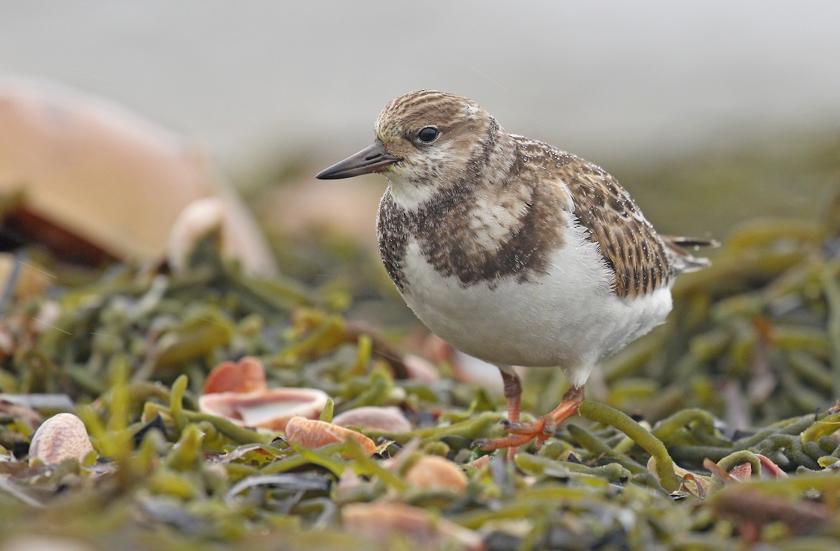 Ruddy Turnstone - Ryan Schain