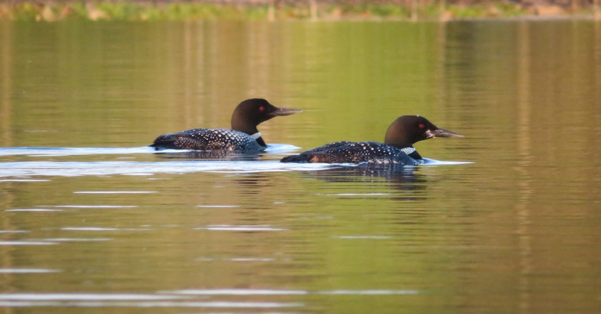 Common Loon - ML176011511