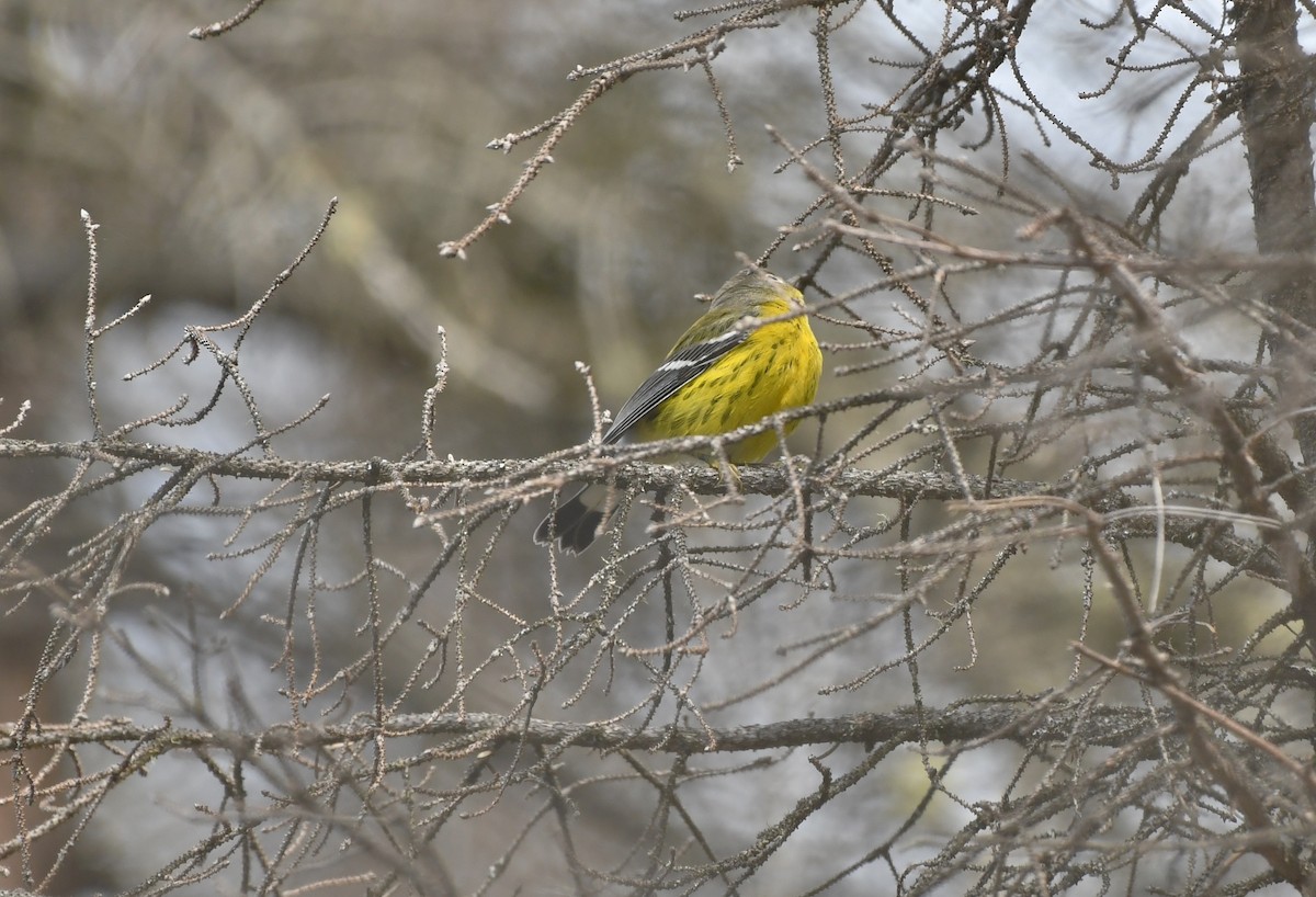 Magnolia Warbler - ML176012641