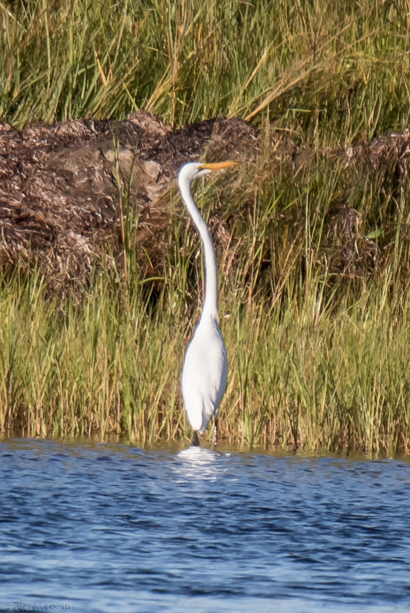 Great Egret - Peter Gadd