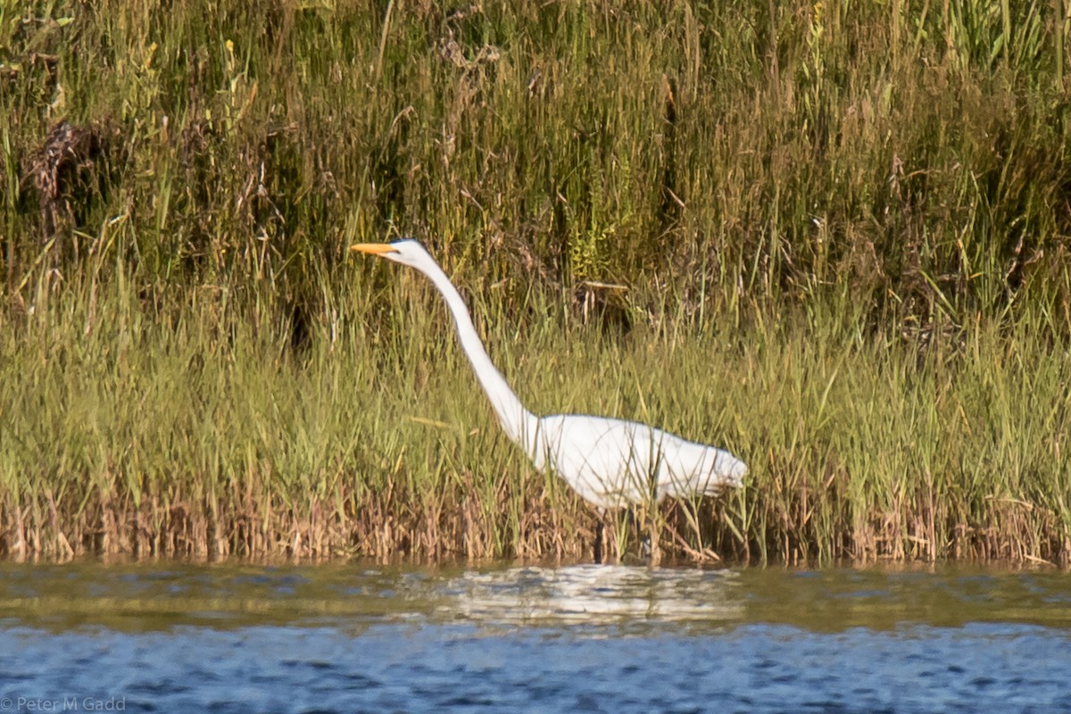 Great Egret - Peter Gadd