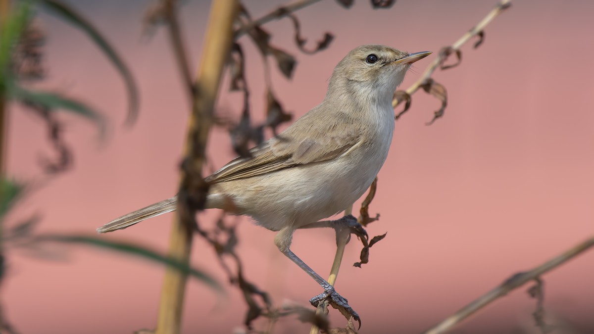 Booted Warbler - ML176014361