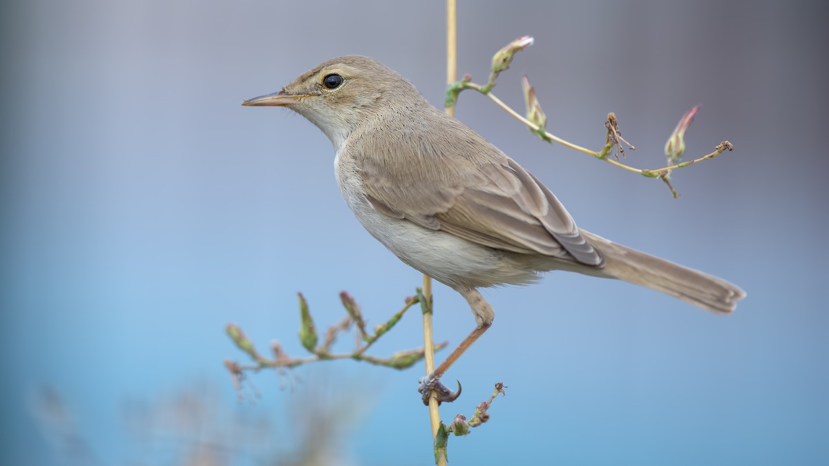 Booted Warbler - ML176014381