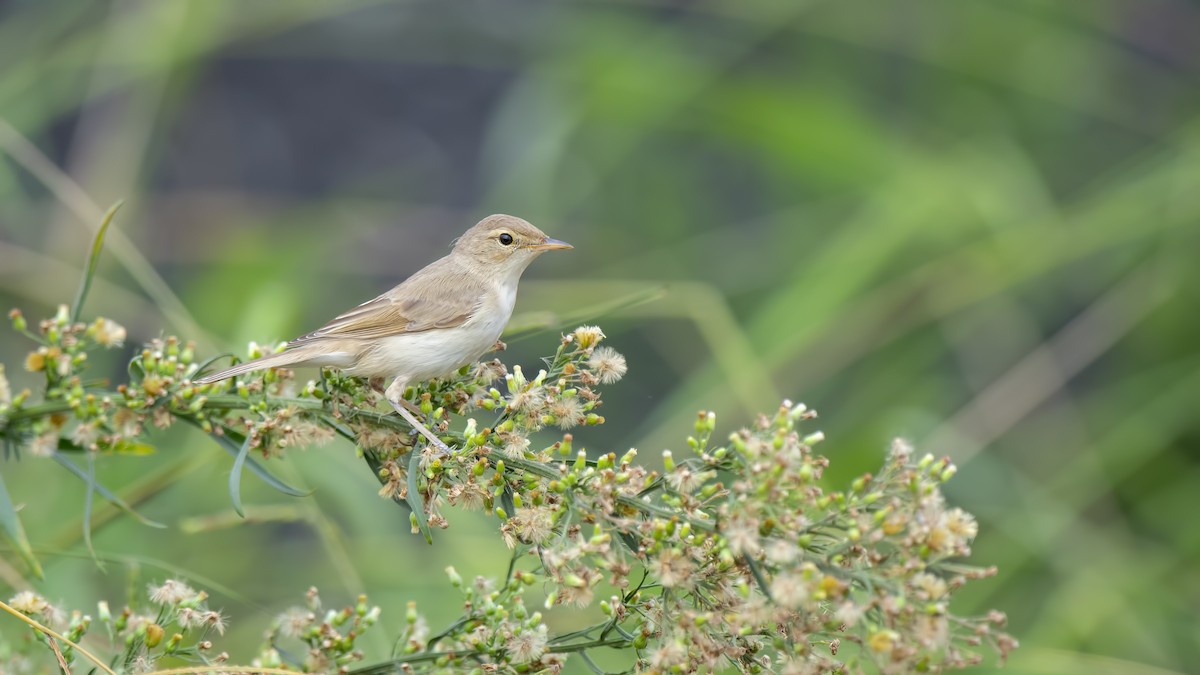 Booted Warbler - ML176014391