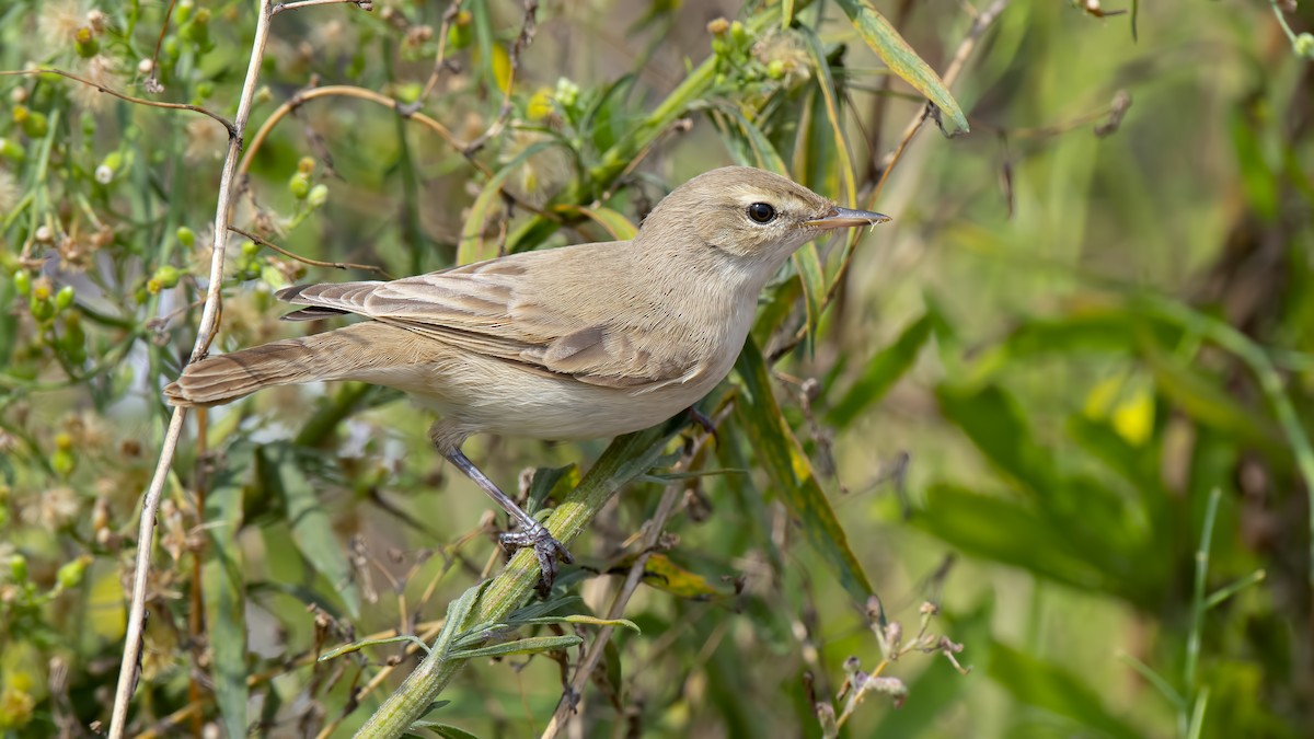 Booted Warbler - ML176014401