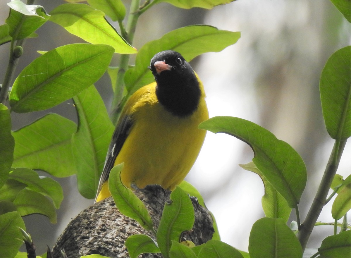 Ethiopian Black-headed Oriole - Dale Adams