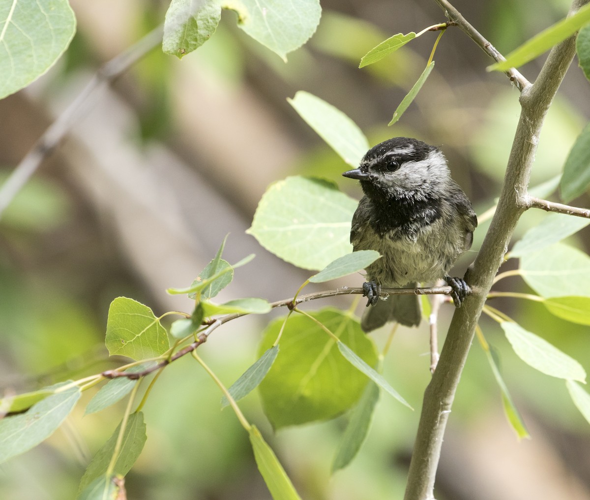 Mountain Chickadee - ML176016031