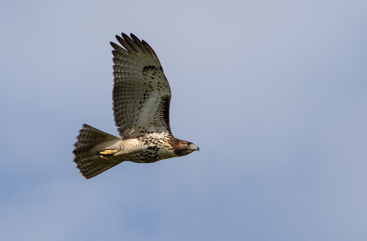 Red-tailed Hawk - ML176016531
