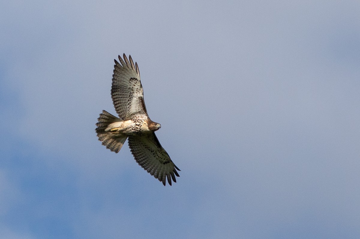 Red-tailed Hawk - ML176016541