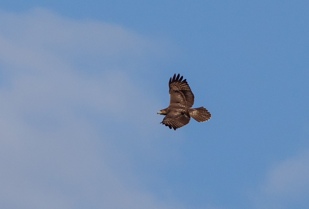Red-tailed Hawk - ML176016551