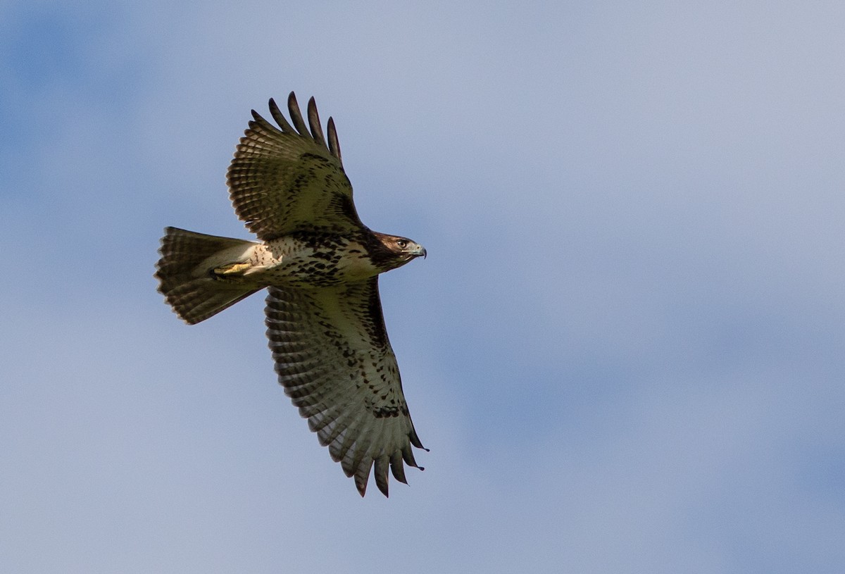 Red-tailed Hawk - ML176016561