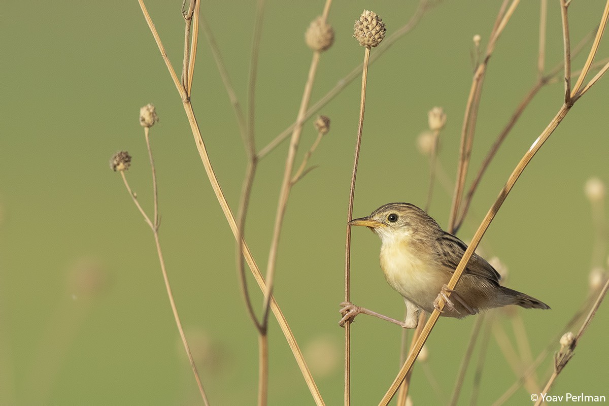 Zitting Cisticola - ML176017871