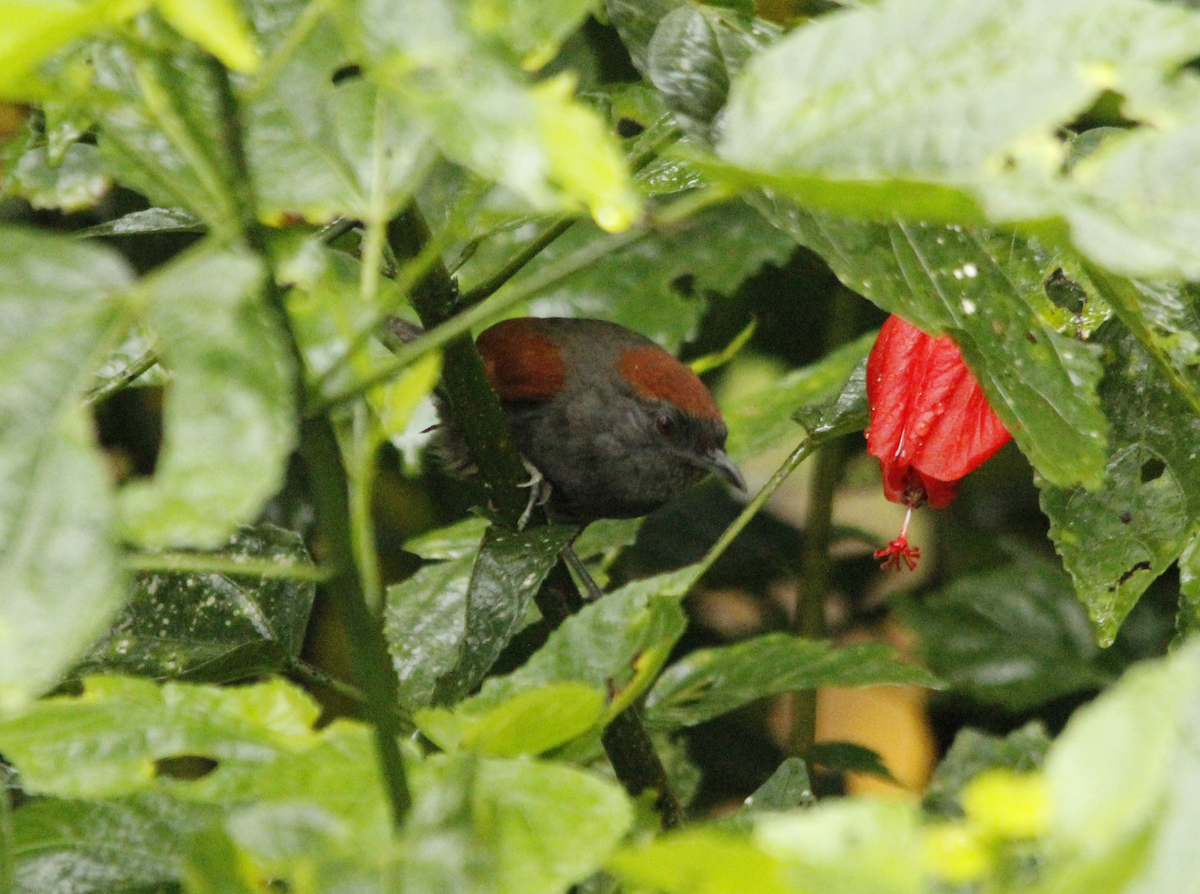 Dusky Spinetail - ML176019301