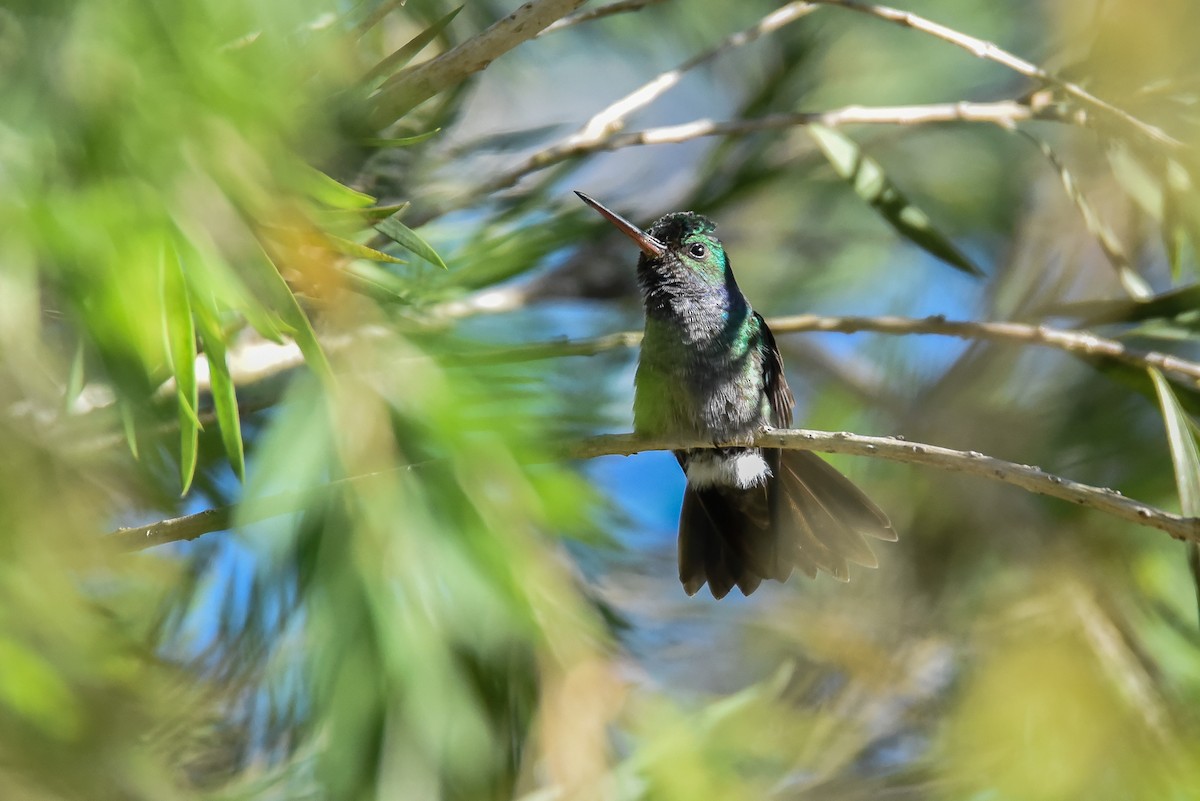 Charming Hummingbird - Maryse Neukomm