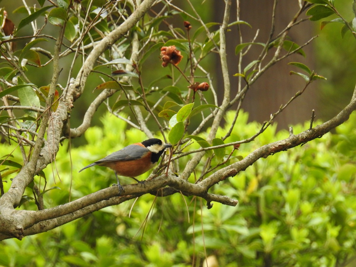 Varied Tit - Mark Philippart