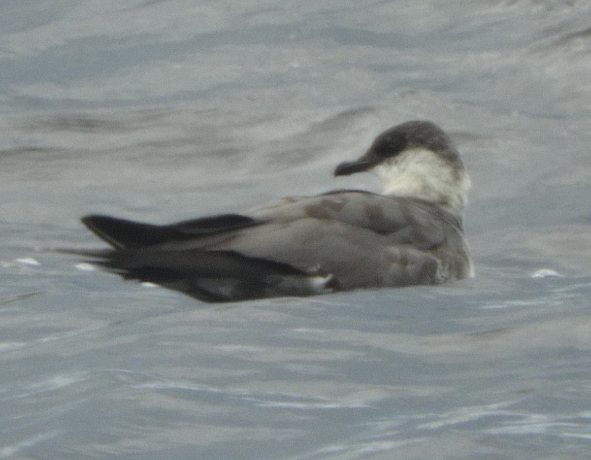 Long-tailed Jaeger - ML176022231