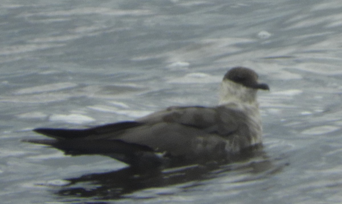Long-tailed Jaeger - ML176022271