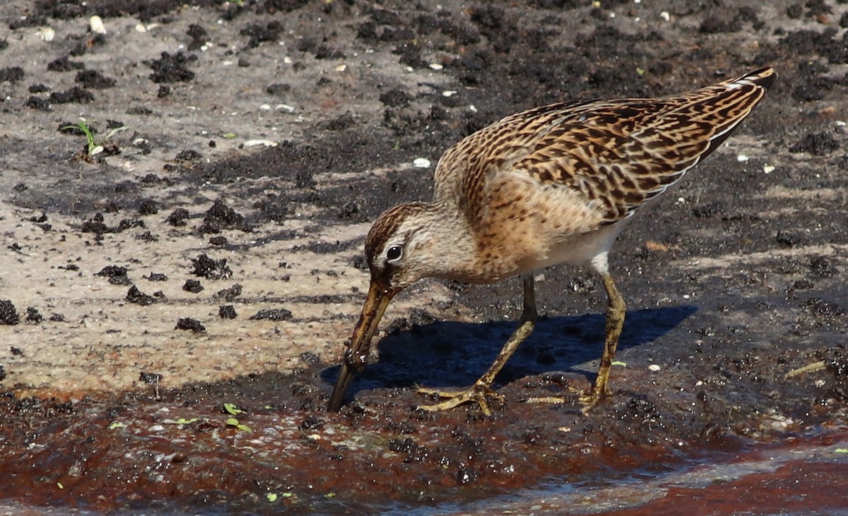 Short-billed Dowitcher - ML176023171