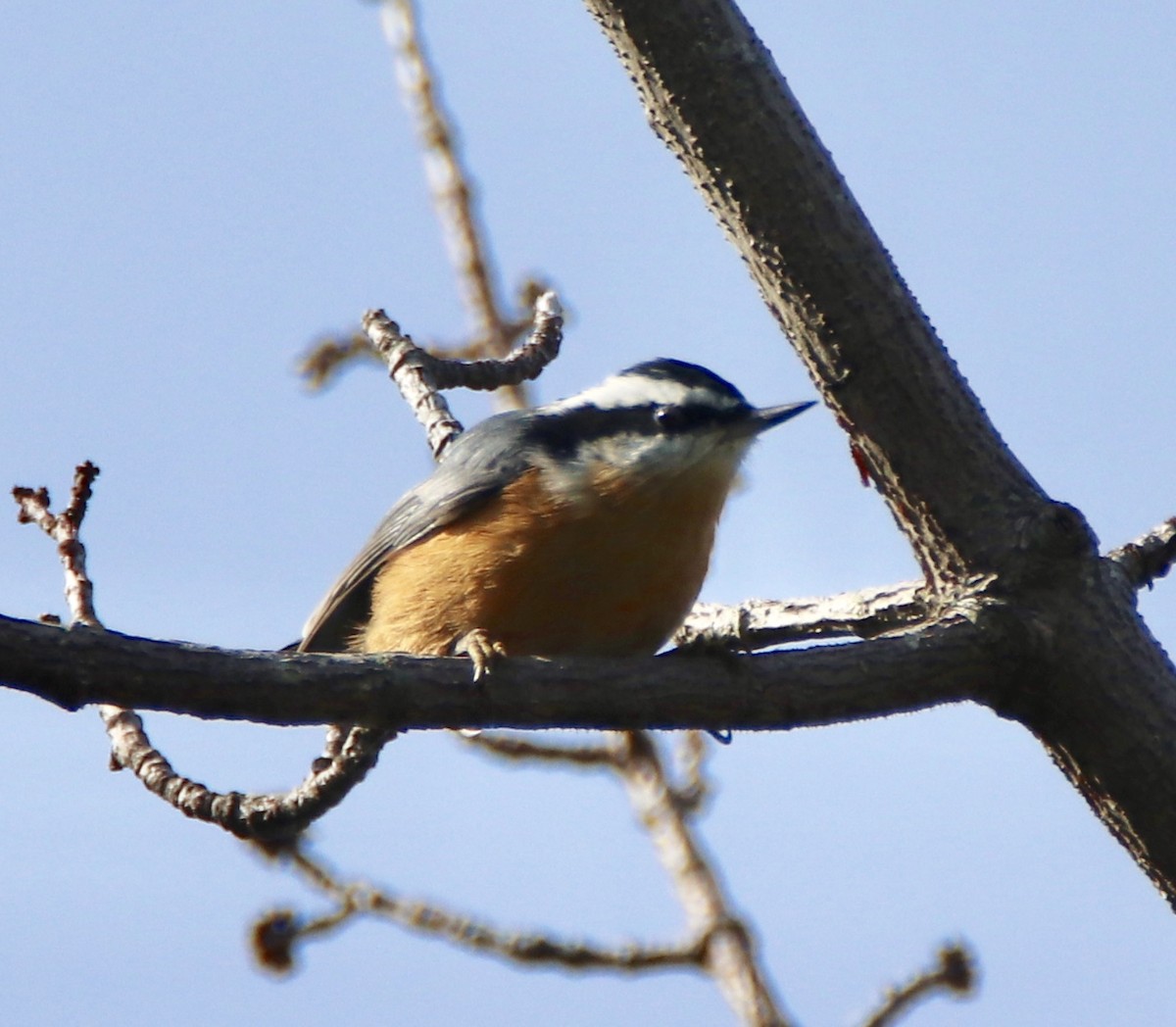 Red-breasted Nuthatch - ML176025681