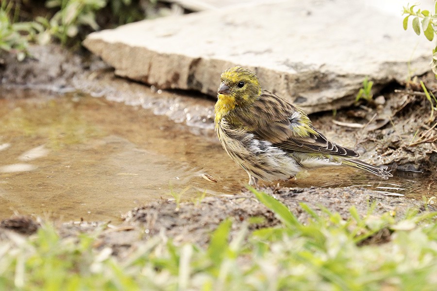 European Serin - ML176026011