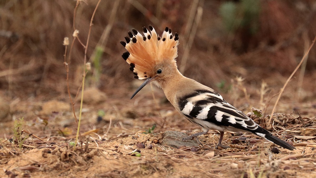 Eurasian Hoopoe - Francisco Barroqueiro