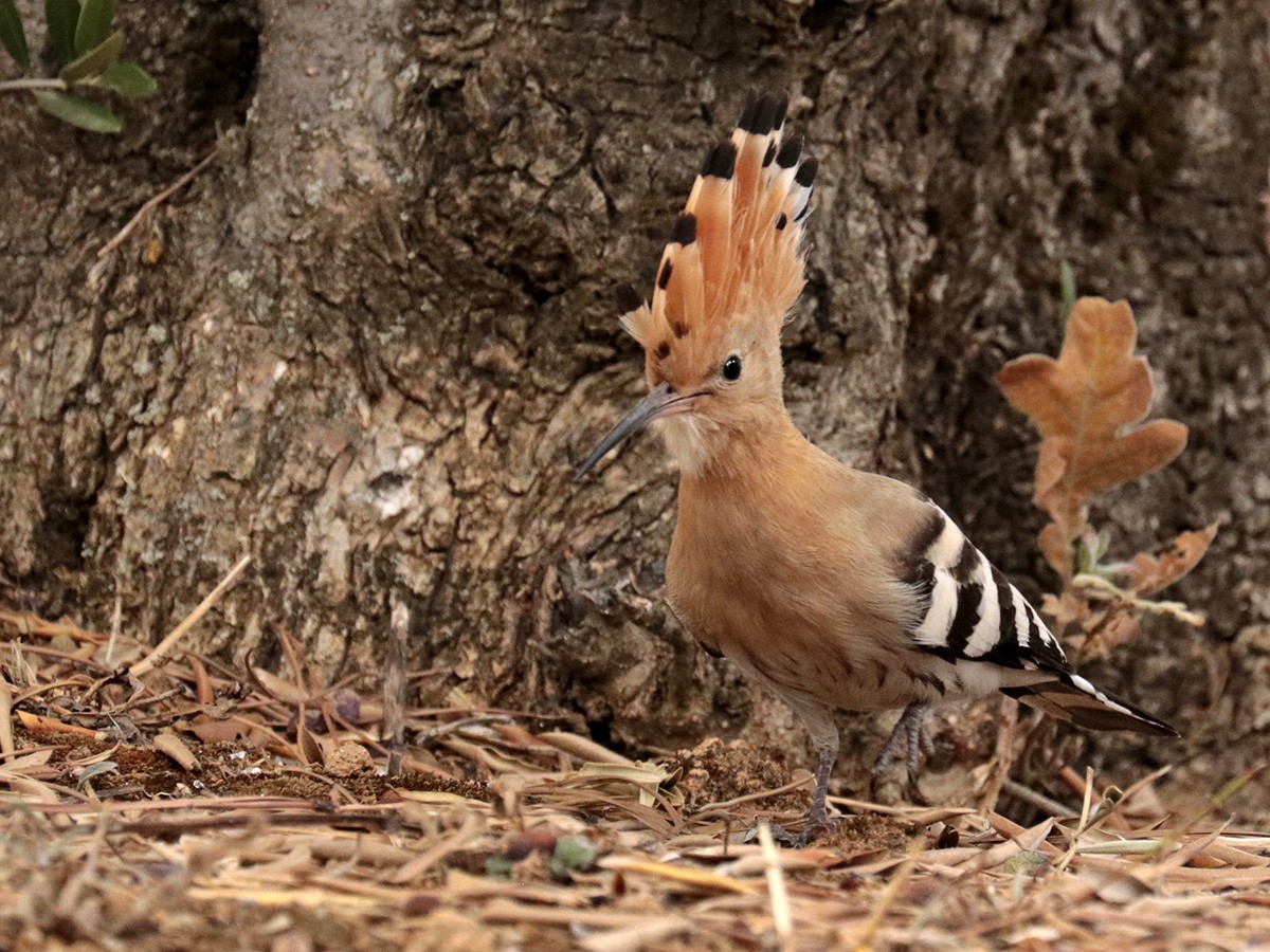 Eurasian Hoopoe - Francisco Barroqueiro