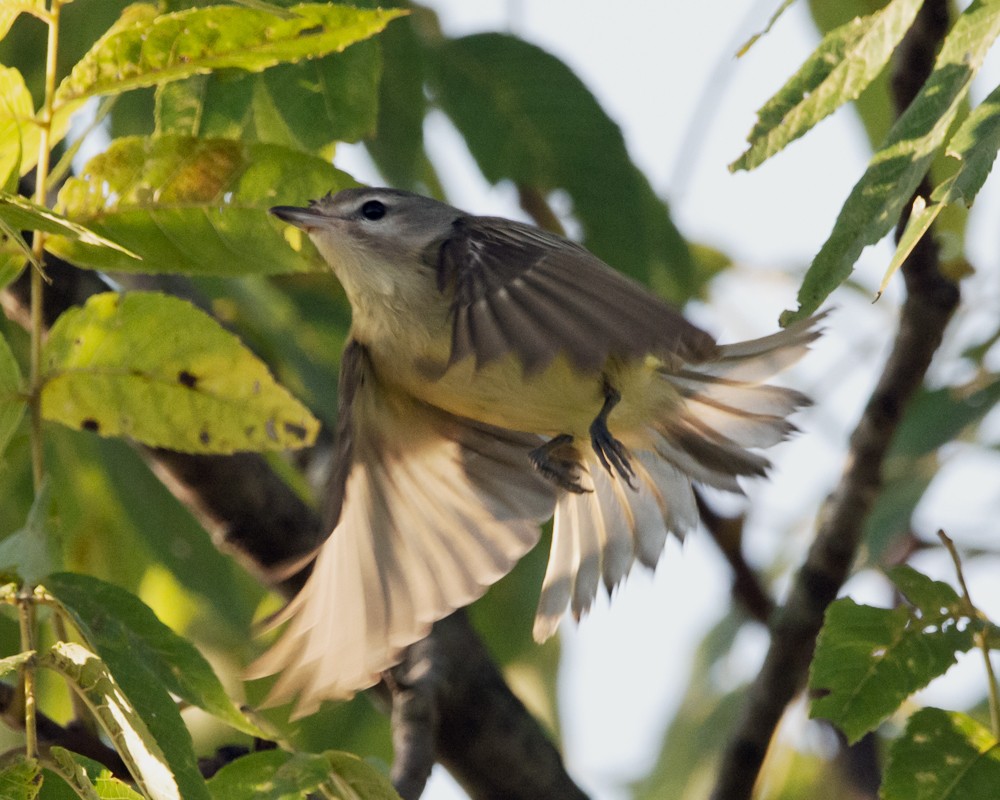 Warbling Vireo - ML176027381