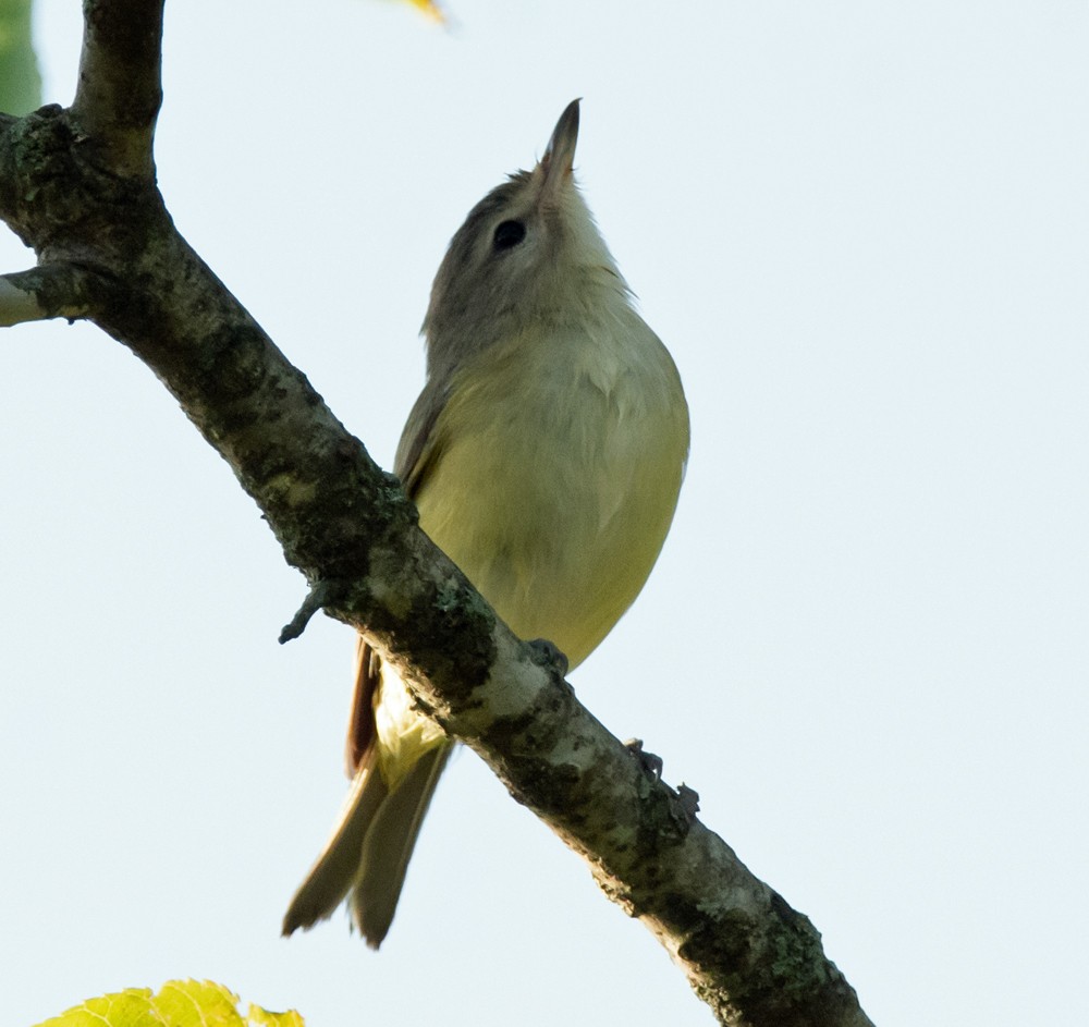 Warbling Vireo - ML176027511