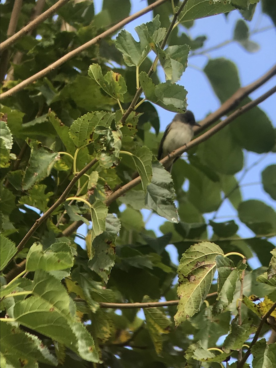 Alder/Willow Flycatcher (Traill's Flycatcher) - ML176027591
