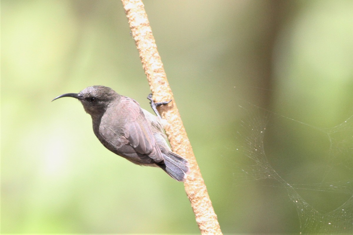 Seychelles Sunbird - ML176027611