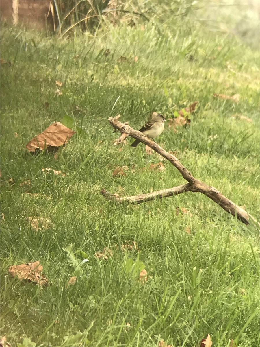 Alder/Willow Flycatcher (Traill's Flycatcher) - ML176027631