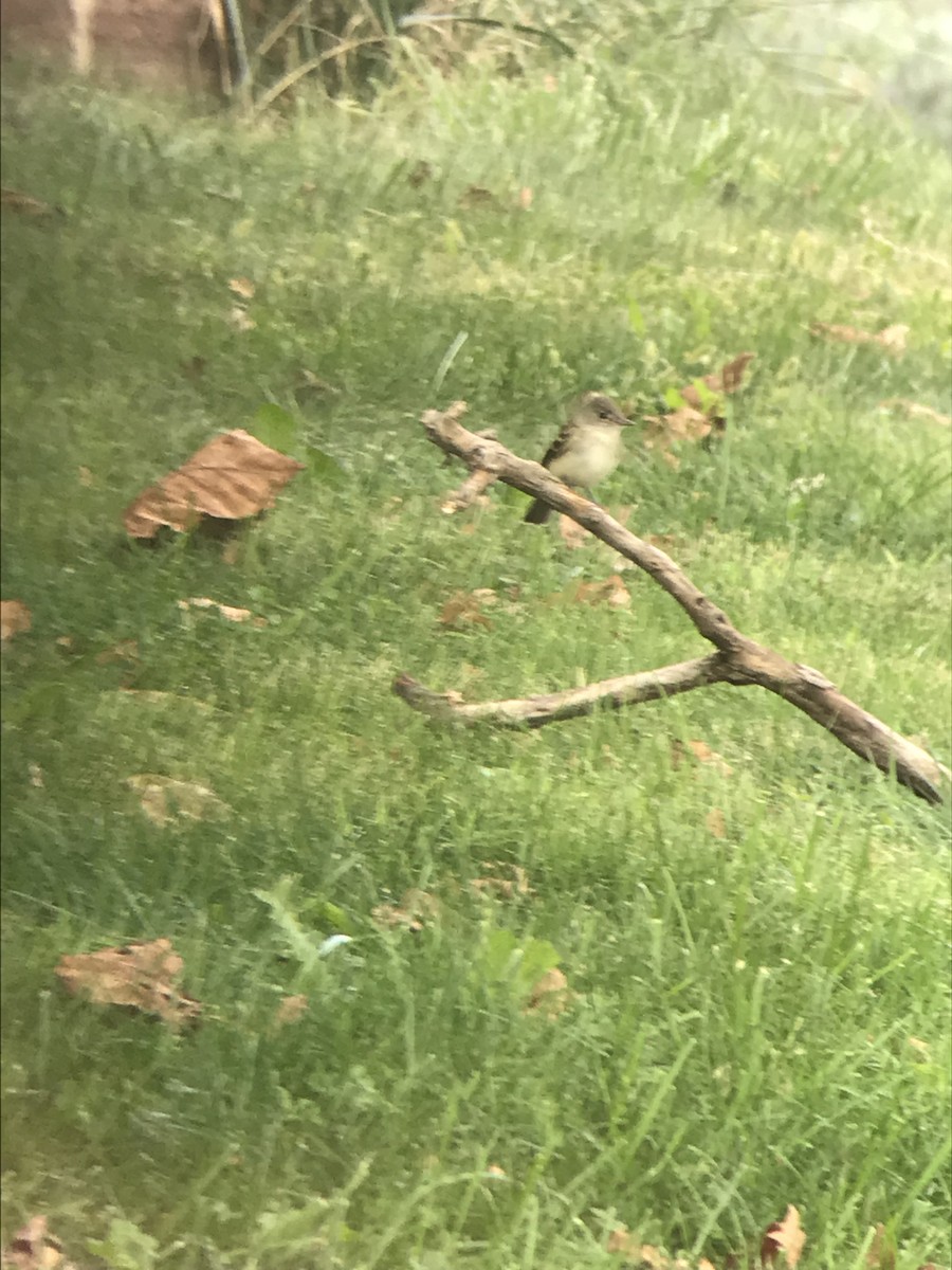 Alder/Willow Flycatcher (Traill's Flycatcher) - ML176027641