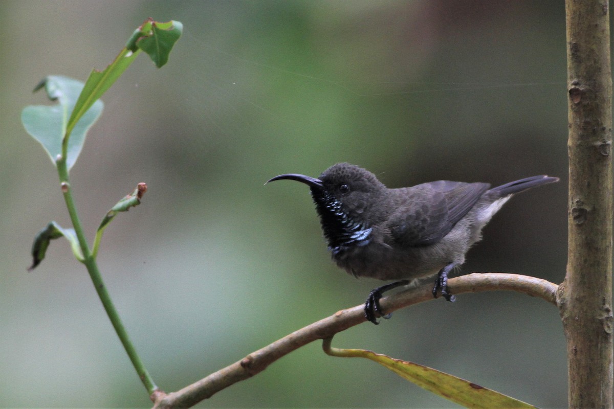 Seychelles Sunbird - Alex Bayly