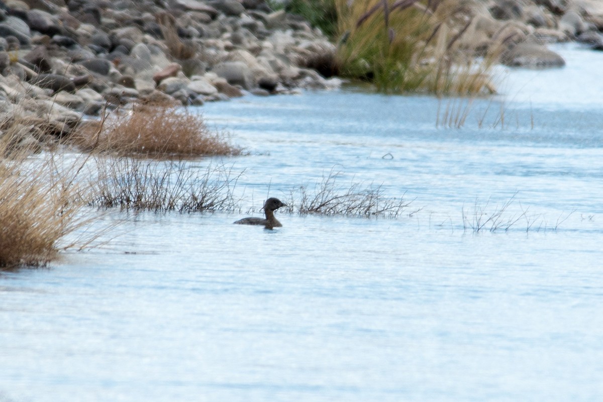 Pied-billed Grebe - ML176028681