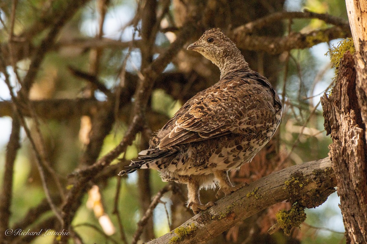 Dusky Grouse - Richard Latuchie