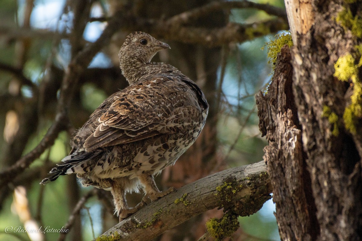 Dusky Grouse - Richard Latuchie