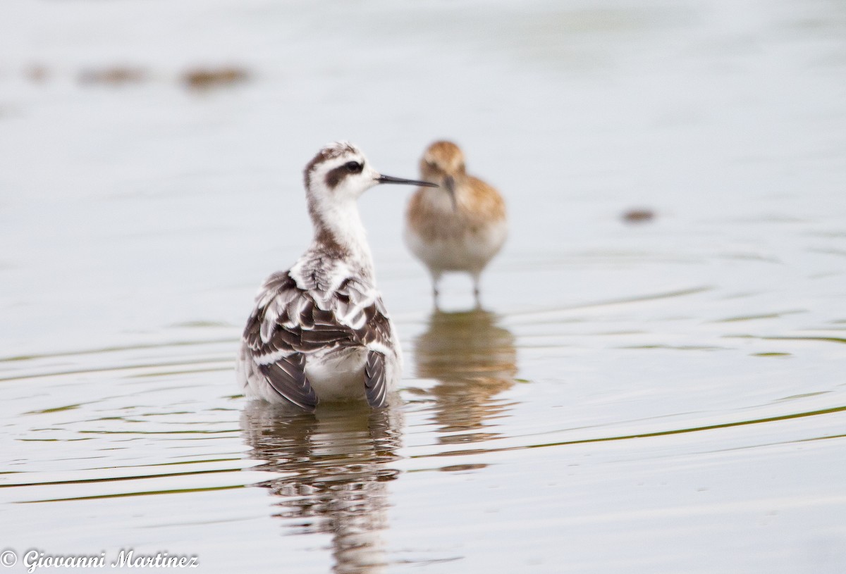 Red-necked Phalarope - ML176029761