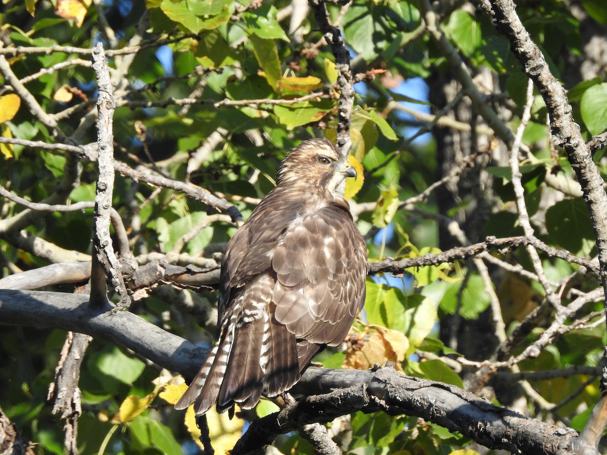 Broad-winged Hawk - Saravana Moorthy