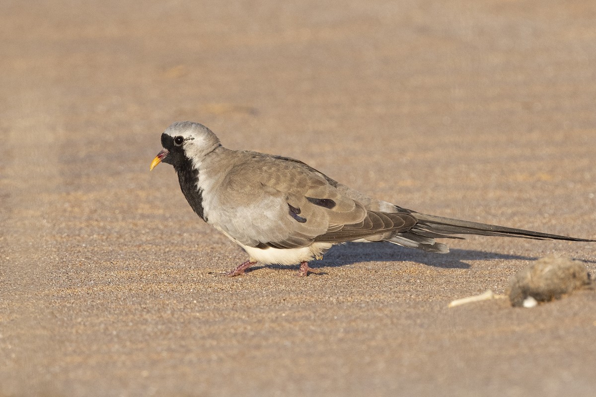 Namaqua Dove - Peter Hawrylyshyn