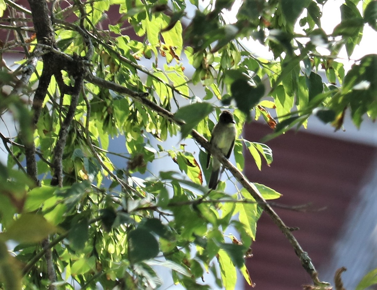 Olive-sided Flycatcher - ML176032281