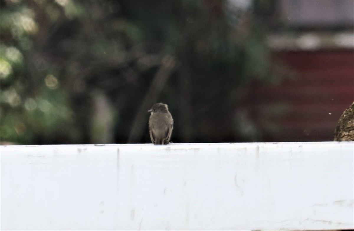 Olive-sided Flycatcher - ML176032351