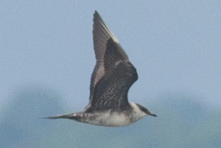 Long-tailed Jaeger - ML176036041