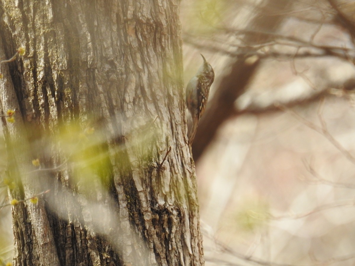 Eurasian Treecreeper - ML176036441