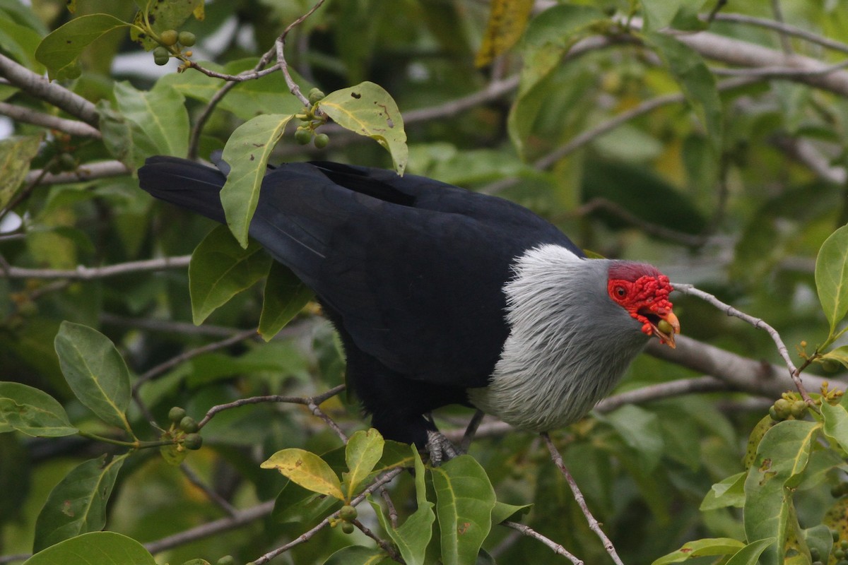 Seychelles Blue-Pigeon - Alex Bayly