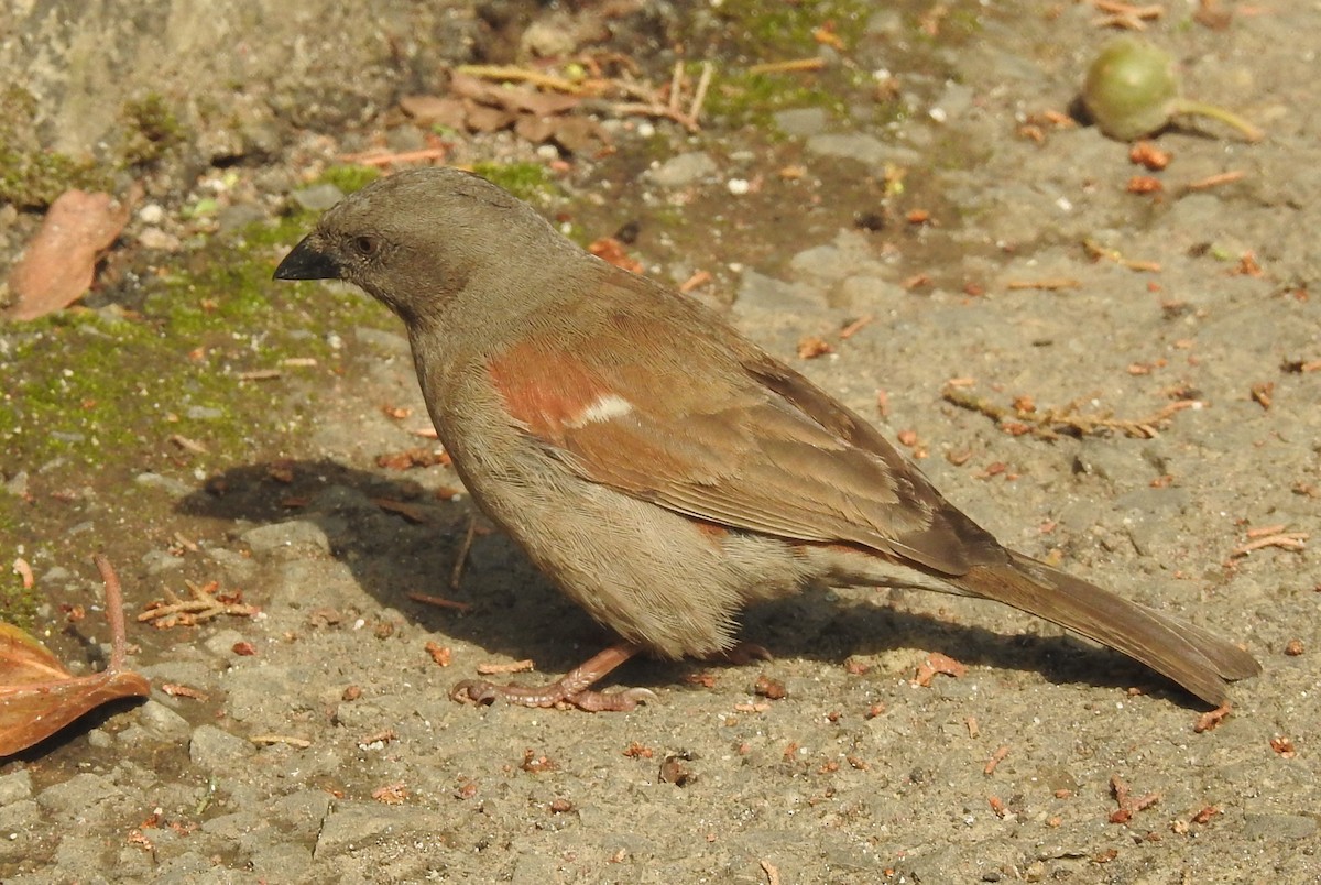 Swainson's Sparrow - ML176039191