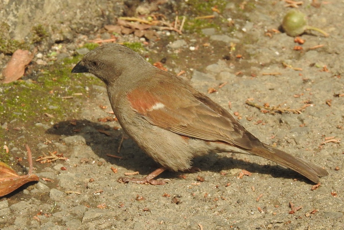 Moineau de Swainson - ML176039191