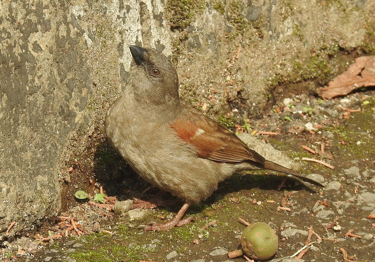 Swainson's Sparrow - ML176039201